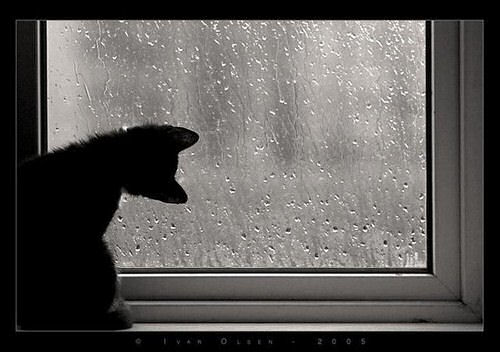 #2 - Rain on a window - Photo by TheJustandtheUnjust.tumblr.com