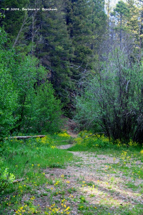 A trail leading into the woods