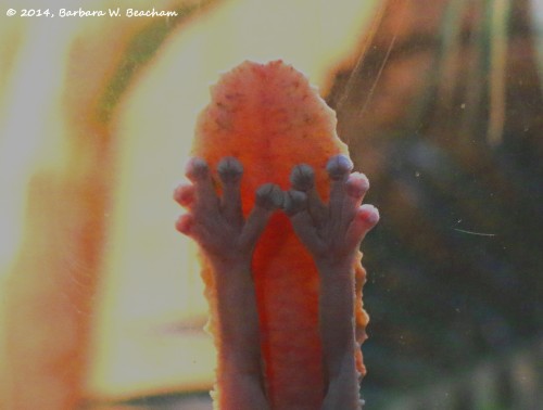 Pretty Feet of a Flat Tailed Gecko