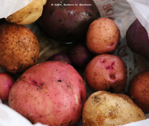 Colorful potatoes